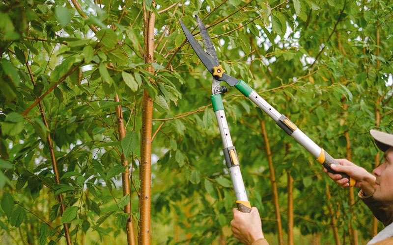 Tree trimming in Greenbrier, AR